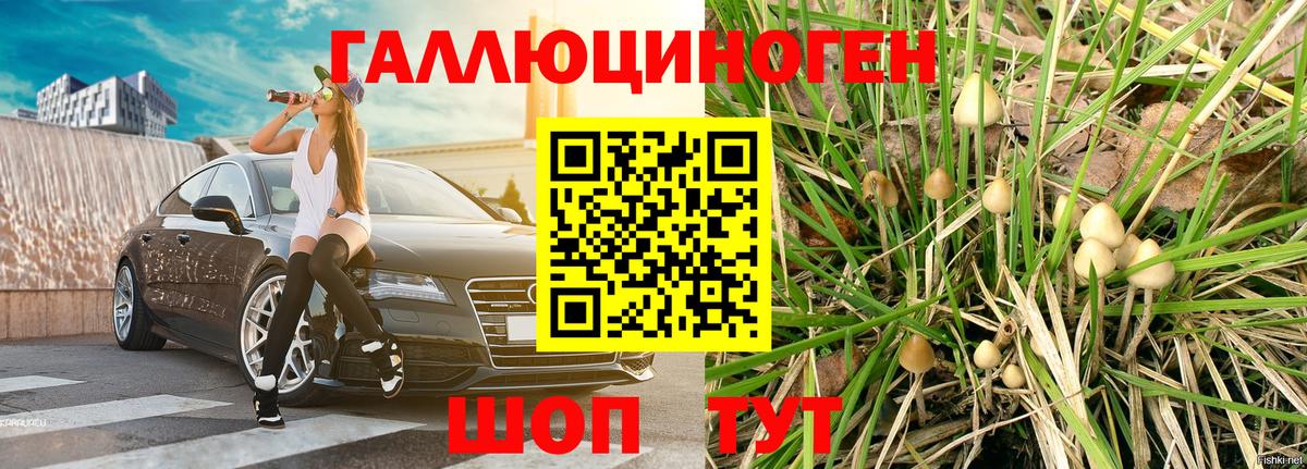 Галлюциногенные грибы Psilocybe Волоколамск